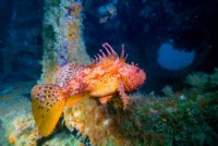 recif-prado-10-ans-biodiversite