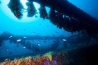 recif-prado-biodiversite-poisson-mer