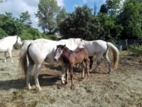 cheval-jument-camargue-poulain-salon-agriculture-2018