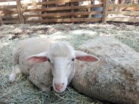 moutons-salon-agriculture-2018
