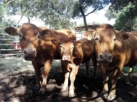 vaches-salon-agriculture-2018