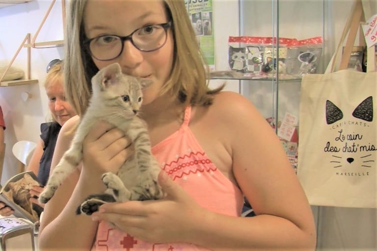adoption chatons
