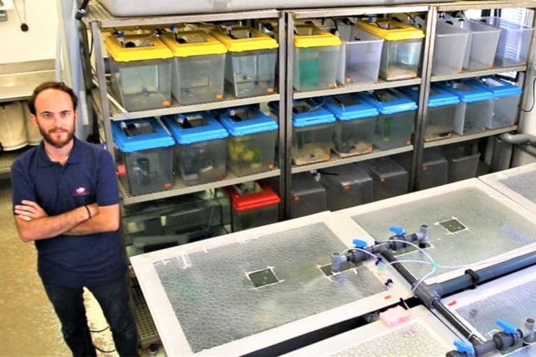 CasCioMar – une nurserie pour poissons repeuple le littoral