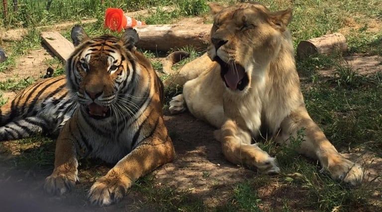 Une « maison de retraite » pour tigres et lions vient d’ouvrir à Trets