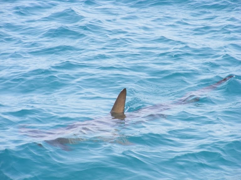 Un requin de 6 mètres pêché puis relâché au large de Marseille