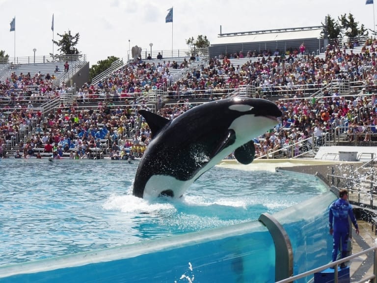 La captivité des animaux des parcs comme Marineland à Antibes en débat