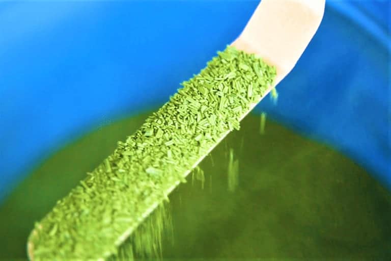 Spiruline de la côte bleue – découvrez les secrets de fabrication de « l&rsquo;or vert »