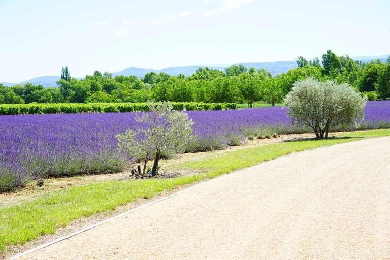 L&rsquo;agriculture dans les Bouches du Rhône, faible consommatrice de glyphosate