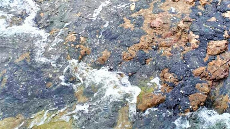 Des Marseillais ont-ils une solution miracle contre la pollution qui touche les côtes méditerranéennes ?