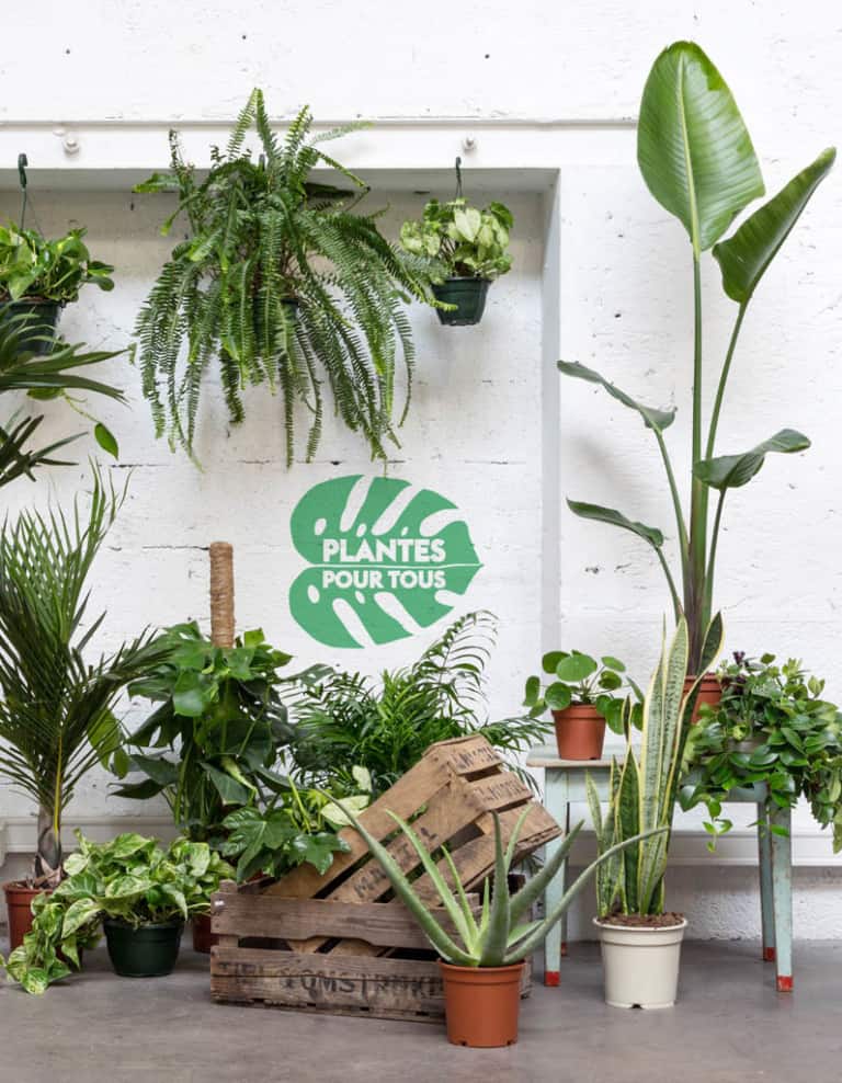 Grande vente de plantes vertes à petits prix aux Docks Village de Marseille