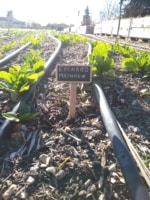 plantation-heko-talus