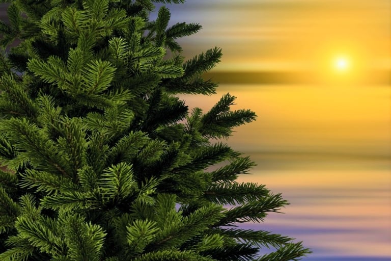 Les sapins en location reprennent vie après les fêtes