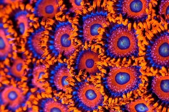 Un chercheur marseillais en passe de guérir le cancer à l&rsquo;aide des coraux ?