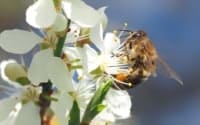 abeille-insecticide-glyphosate
