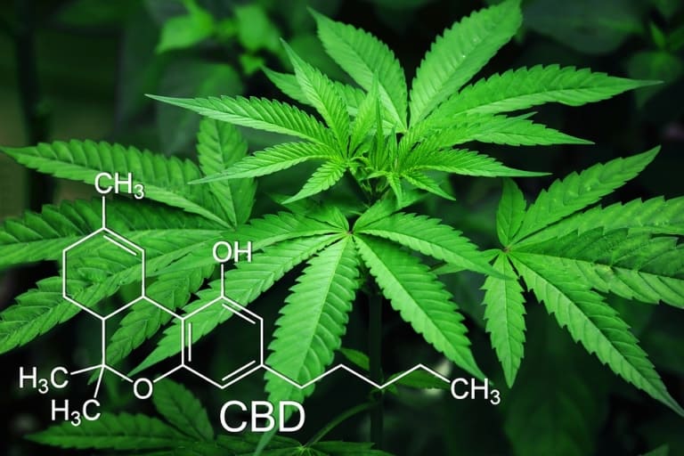 Marseille – Le cannabis à usage thérapeutique en test à l&rsquo;hôpital la Timone