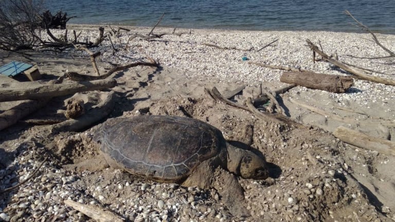 Une tortue de mer échouée sur la plage du Jaï à Marignane