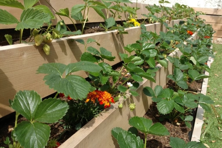 Abricotoit, la société qui veut installer des potagers sur les toits des villes