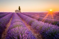 champ-lavande-provence