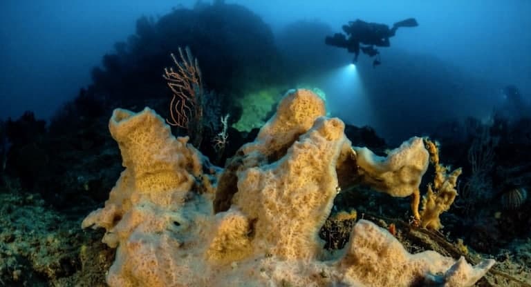 Une plongée record à la conquête des fonds méditerranéens