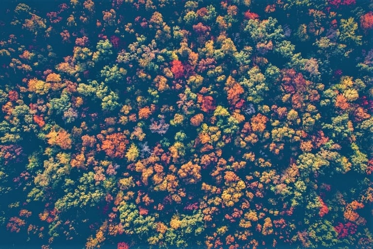 Un million d’arbres plantés d&rsquo;ici deux ans en Provence-Alpes-Côte d&rsquo;Azur