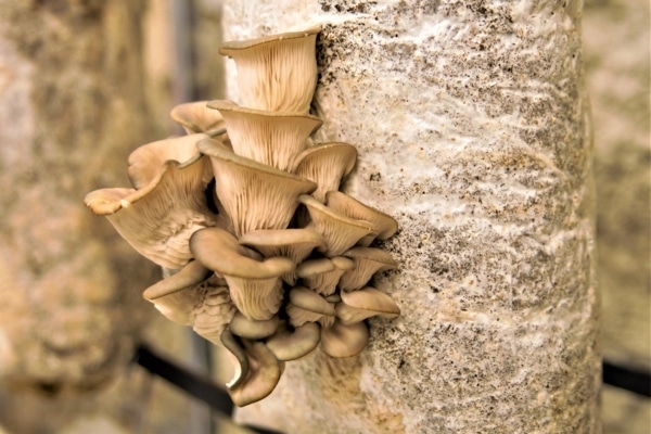 champignon-pleurote-marc-cafe