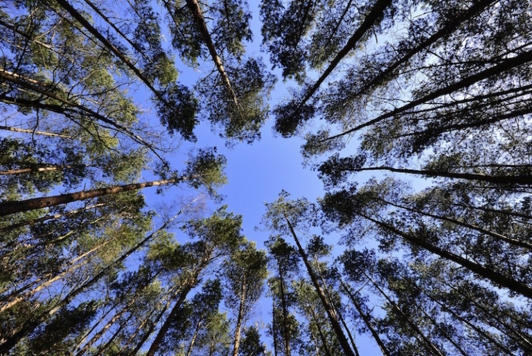 Plan un million d&rsquo;arbres de la région Sud : déjà 800 000 promesses de plantation