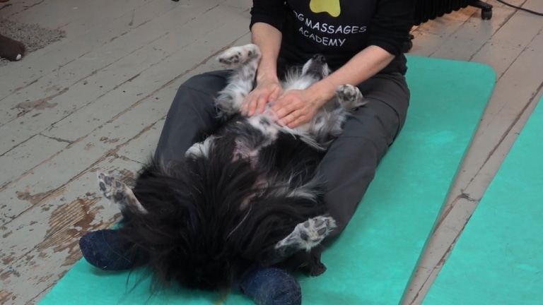 Avec la Dog Massage Academy, apprenez à masser vos toutous