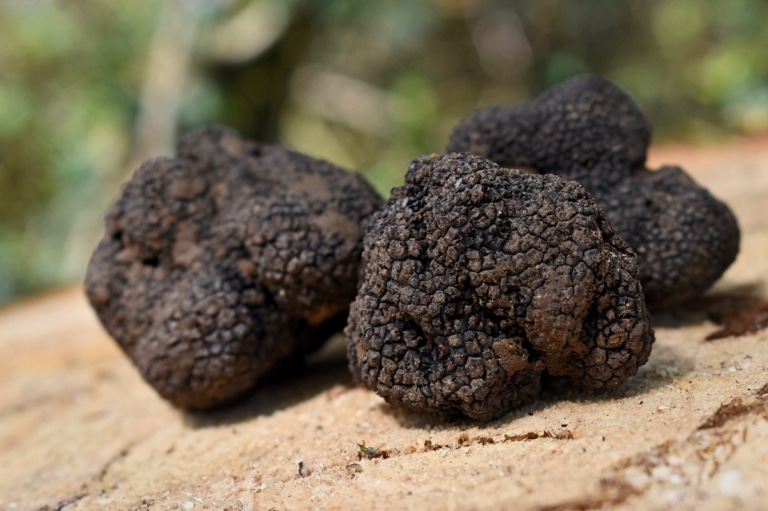 Ce week-end, la truffe noire de Provence en fête pour la 11e édition du Truffolio