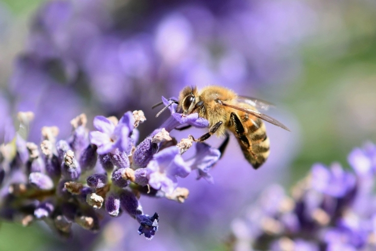 Des Marseillais lancent des « bombes à graines » et sauvent 1 million d&rsquo;abeilles