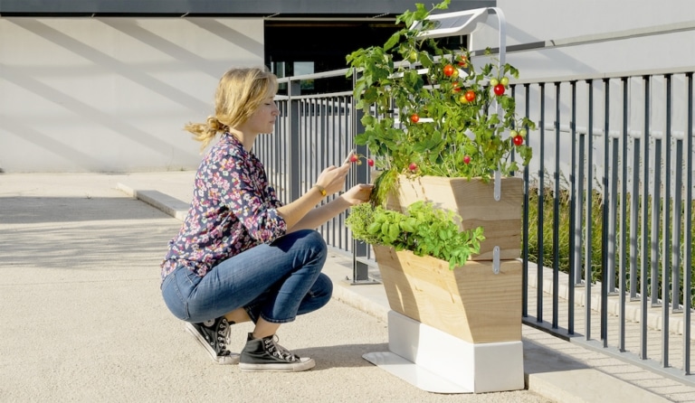 Agrove, l&rsquo;application pour vous aider à cultiver votre potager en ville