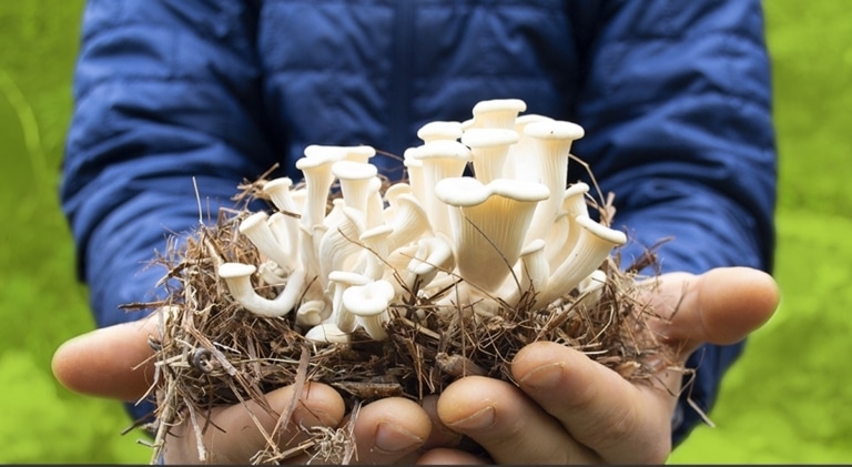 MycoConcept veut faire du champignon une solution contre la pollution et les déchets