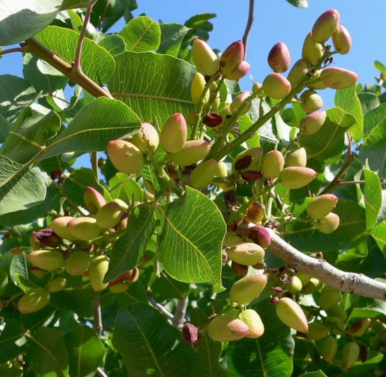 Un projet de verger pour relancer la culture disparue des pistachiers de Provence