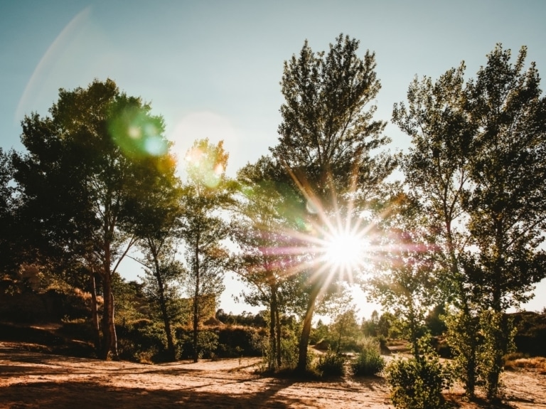 1 million d&rsquo;arbres plantés dans la région d&rsquo;ici deux ans