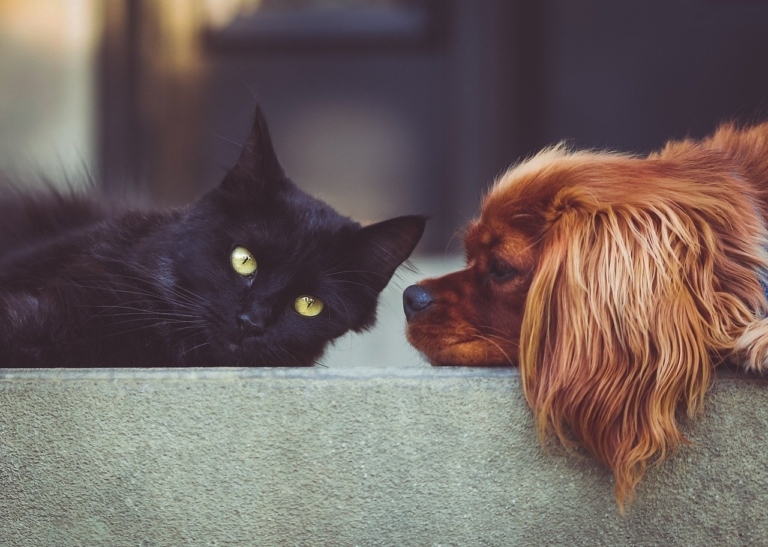 Les refuges animaliers de la région s&rsquo;organisent face à la crise