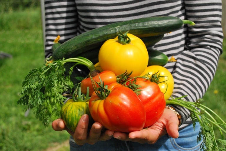 « Alimentation locale », une plateforme en ligne pour soutenir l’agriculture régionale