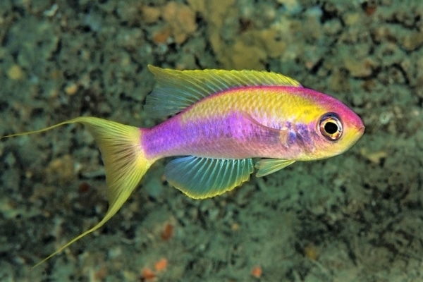 Barbier perroquet, Callanthias ruber©Laurent Ballesta, Expéditions Gombessa
