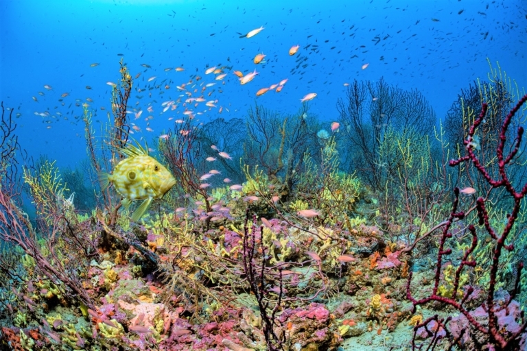 Une immersion dans les fonds marins marseillais pour le Congrès mondial de la nature