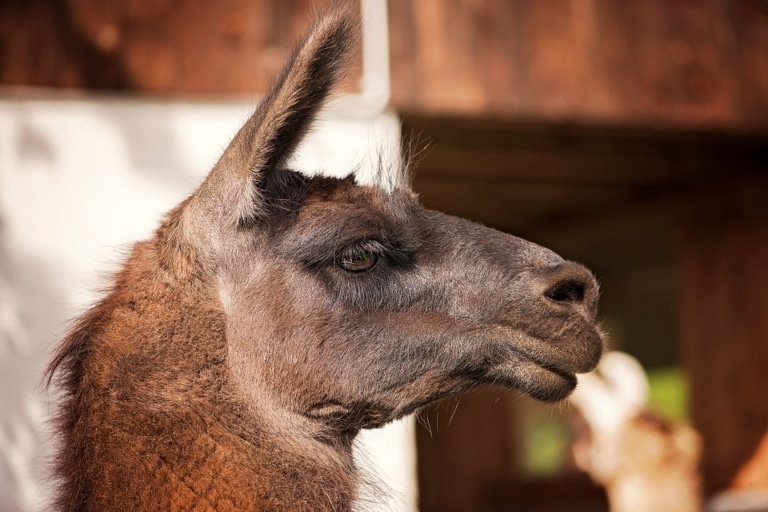 Les anticorps du lama, un nouvel espoir contre le coronavirus ?