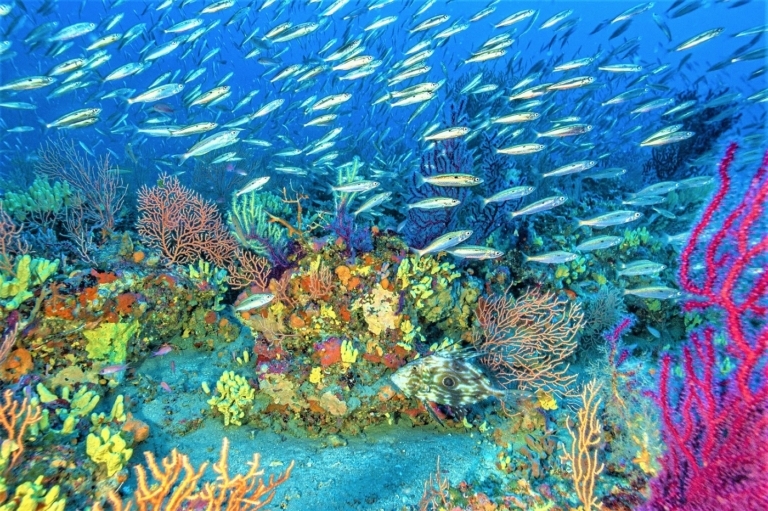 Le confinement déclenche une vaste étude de la biodiversité en Méditerranée