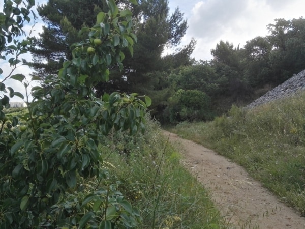 foresta_plantes