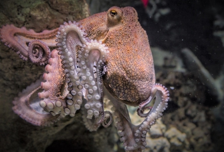 La pêche du poulpe interdite dans le parc des Calanques tout l&rsquo;été