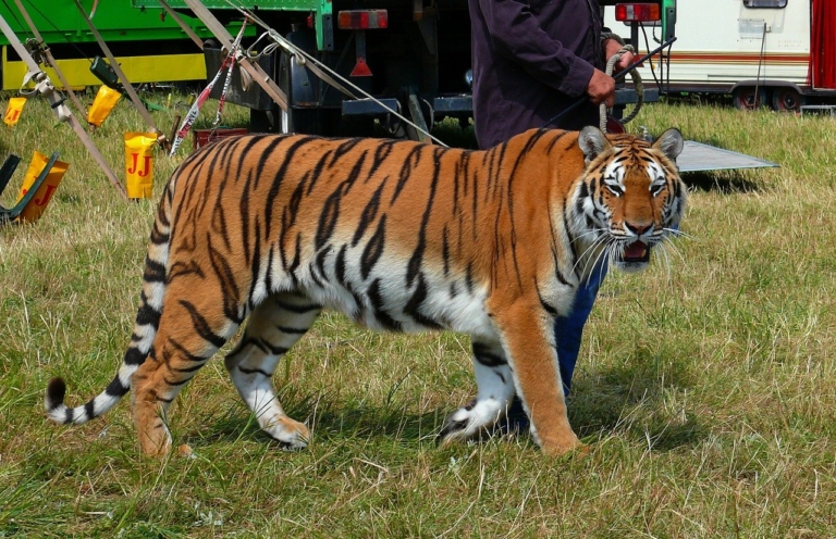 Le gouvernement annonce la fin progressive des animaux sauvages dans les cirques itinérants