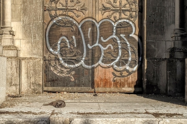 chat-eglise-arenc