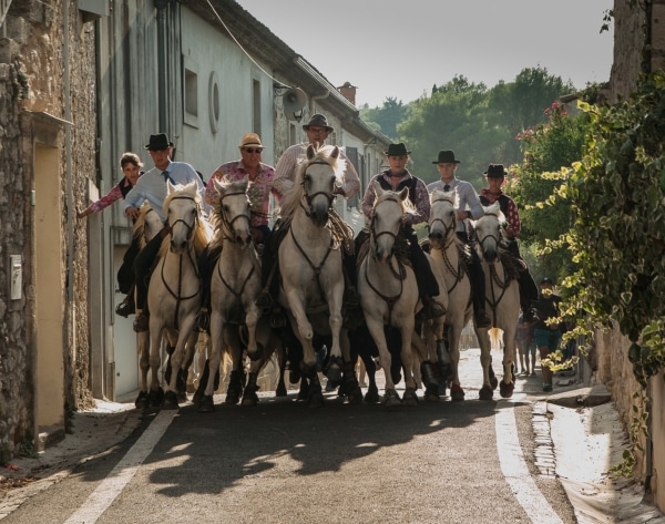 cheval-camargue