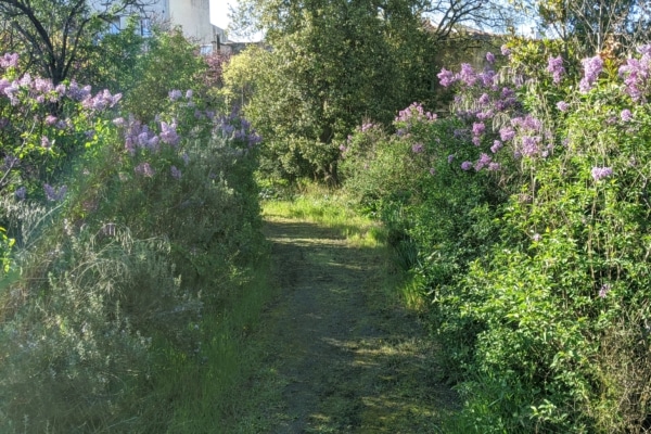 le-15-tiers-lieu-lica-chute-lavie-arbre