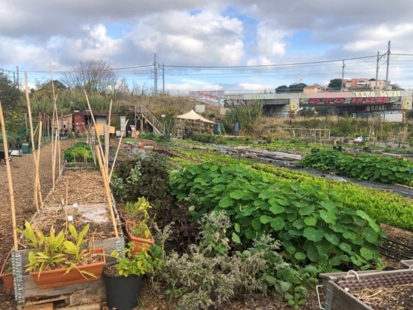 legume-ferme-pedagogique-jardin