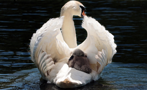 nature-animal-cygne
