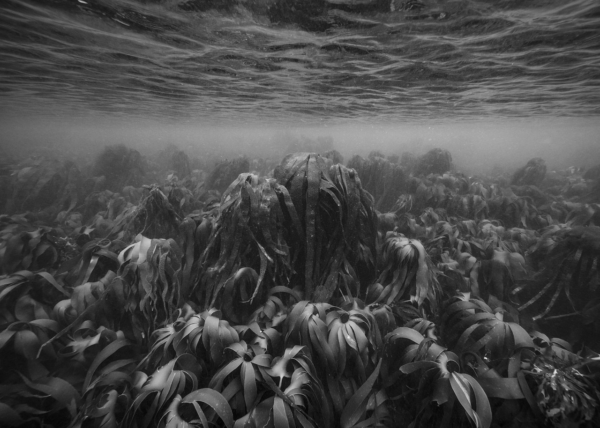 nicolas-floch-paysage-marin