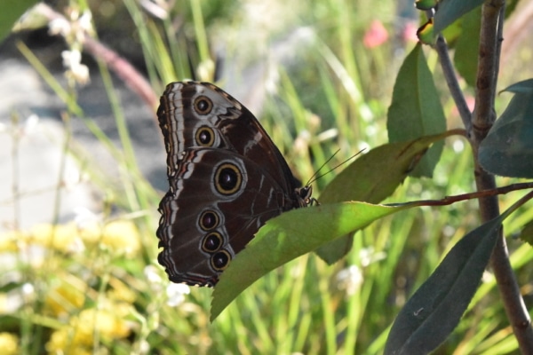 papillon-egn-serre