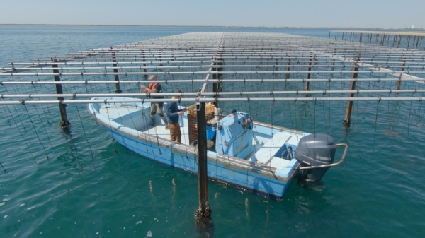 parc-huitre-ostreiculture-bateau-carteau-1